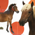 Interior spread with print and braille for Touch and Feel Ponies with a pony with tactile, fur mane accompanied by print and transcribed braille
